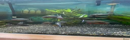 Piranhas fish for sale: Piranhas  - Advert 1