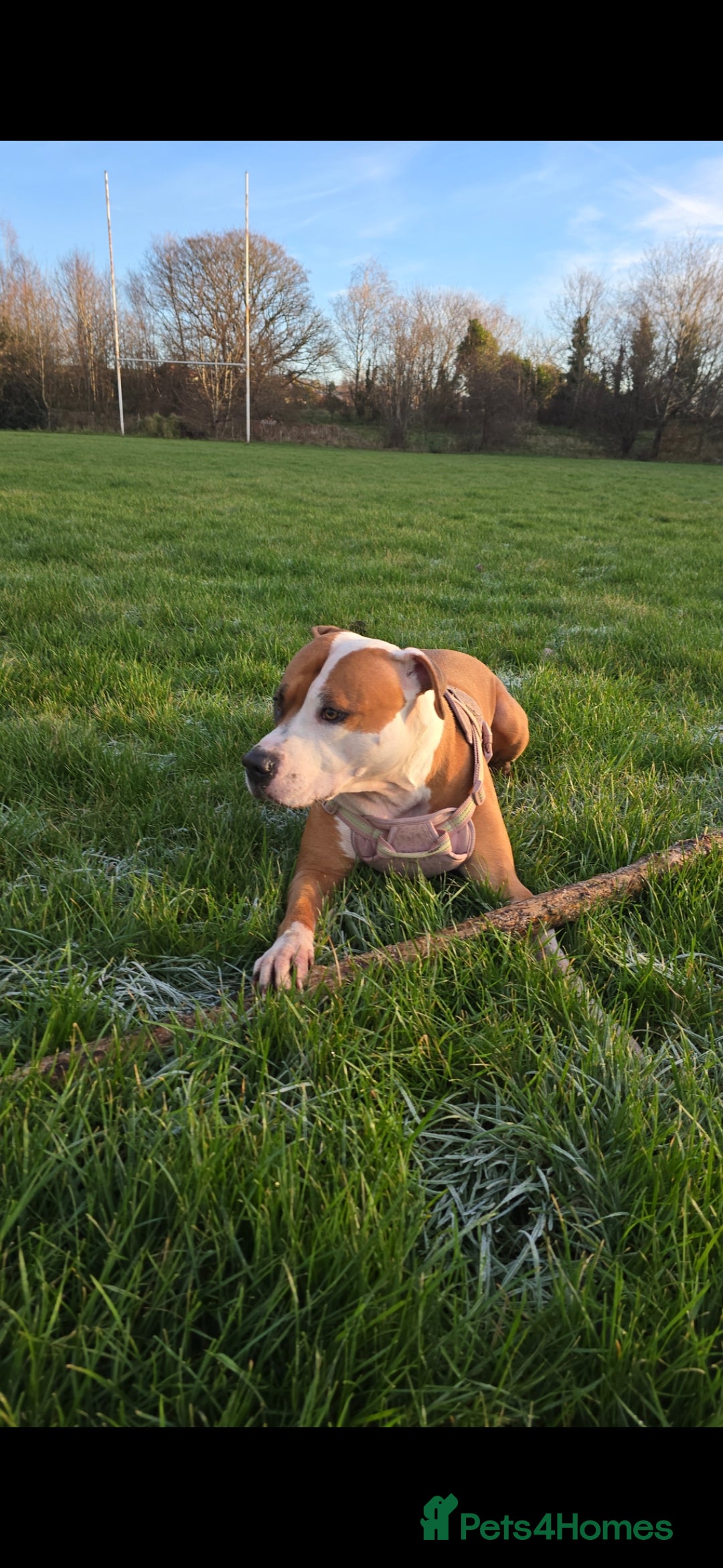 Mixed Breed dogs Beautiful mixed staffy age 3 - Advert 1