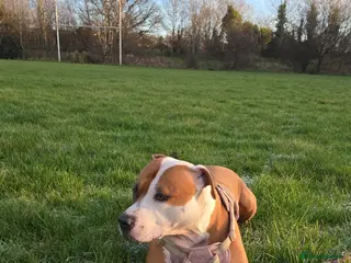 Mixed Breed dogs Beautiful mixed staffy age 3 - Advert 11