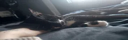 Mixed Breed cats for sale: Milo and Nina  - Advert 7