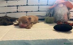 English Bulldog dogs for sale: Litter of 8  - Image 31