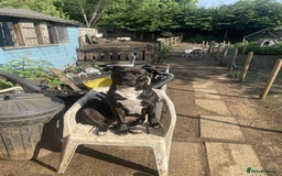 Mixed Breed dogs for sale: Needs to be re homed asap  - Image 6