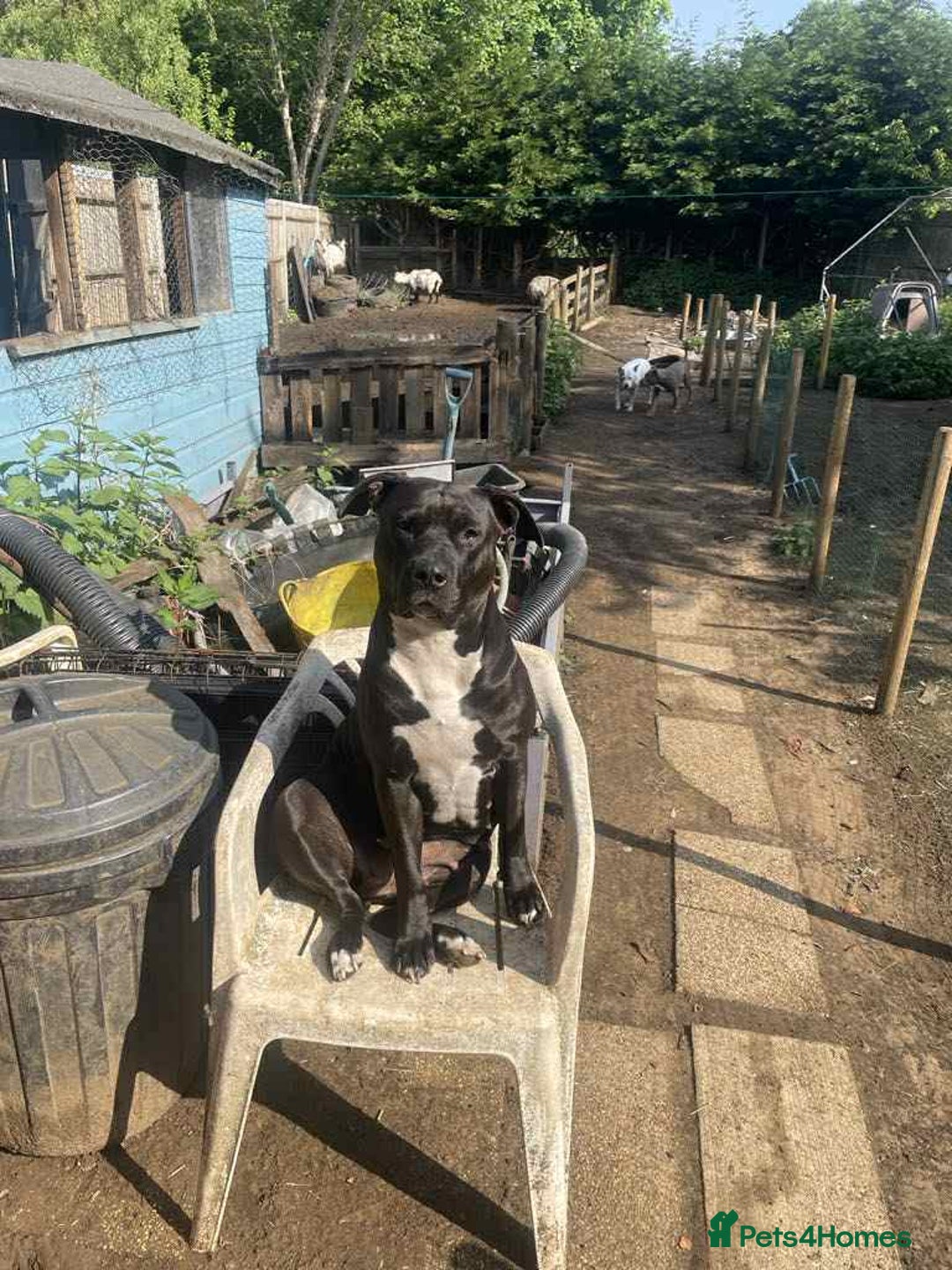 Mixed Breed dogs for sale: Needs to be re homed asap  - Image 6