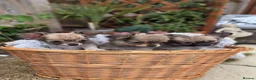 Chihuahua dogs for sale: Three Amigos - Longhaired Chihuahua Male Pups  - Advert 6