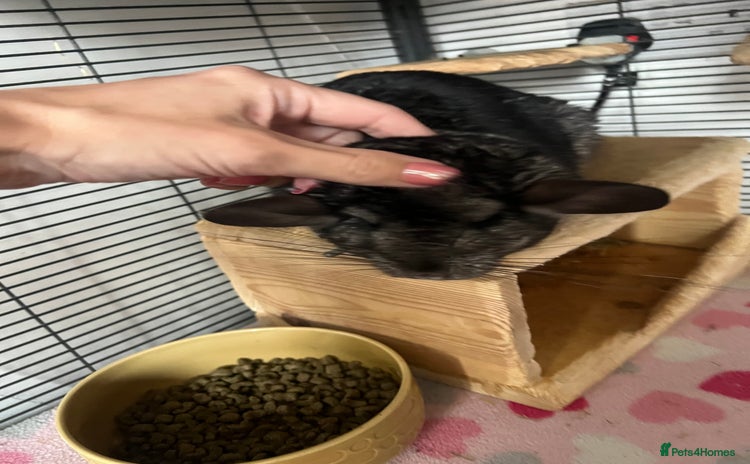 Chinchilla rodents in Gloucester - Advert 7