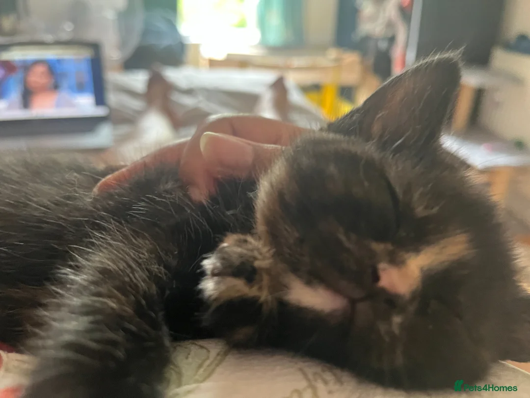 Mixed Breed cats for sale: Beautiful Tortoiseshell Kitten Marlie 💕 - Advert 2