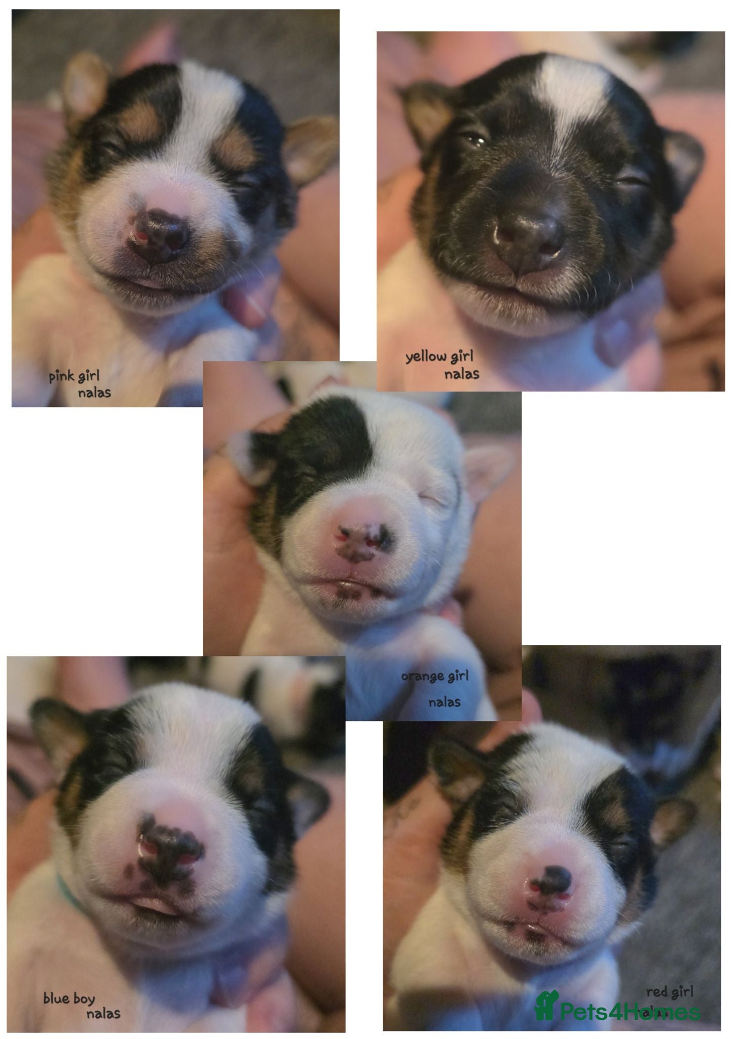 Jack Russell dogs  5 miniature jack russells  - Advert 13