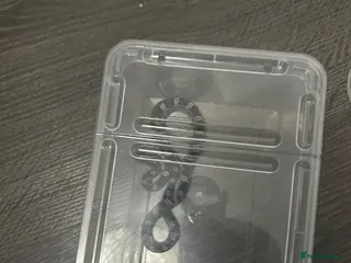 Corn Snake reptiles 2 3 week old corn snakes - Advert 4
