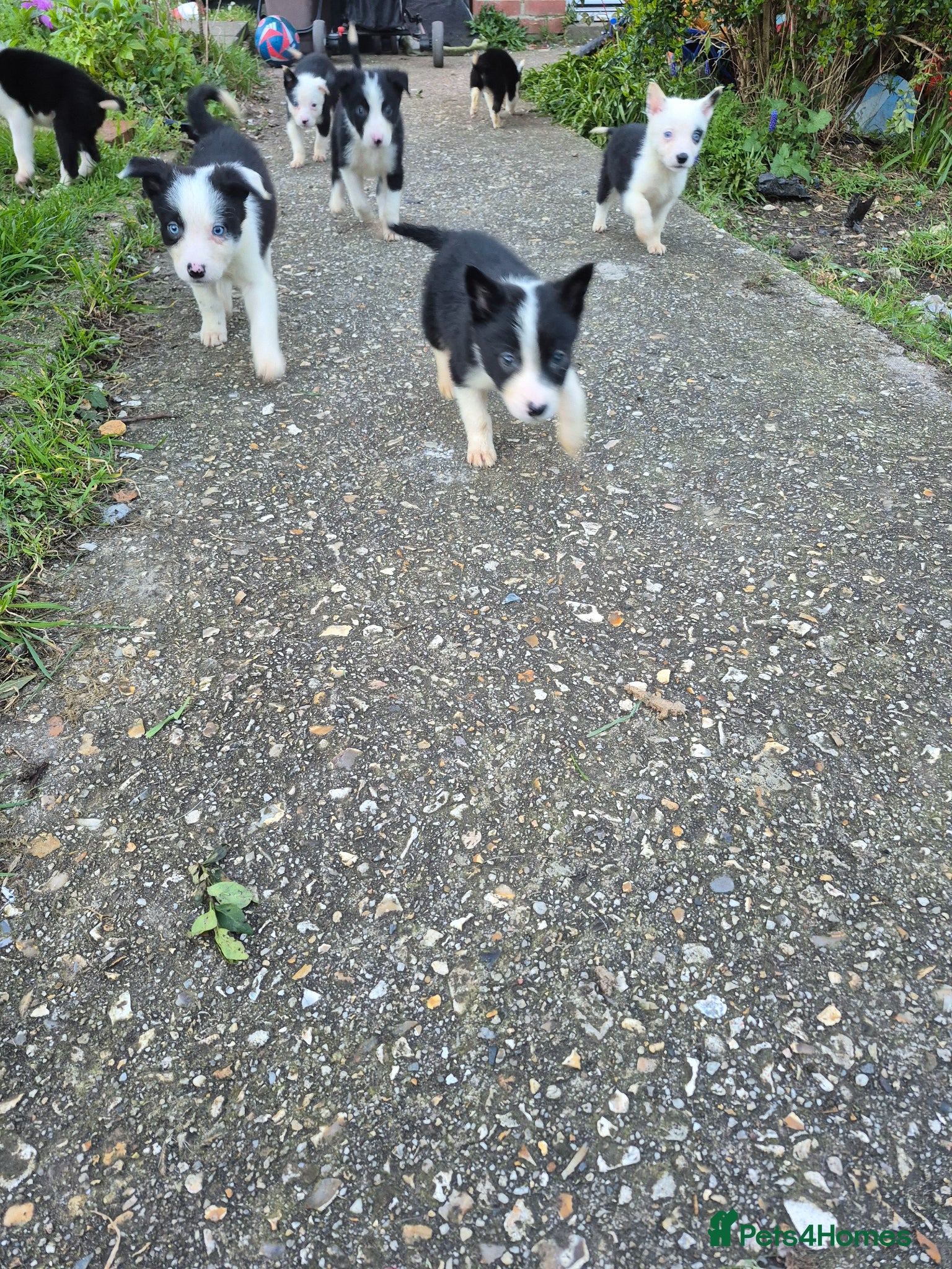 Welsh Collie dogs 8 collie puppys  - Advert 3