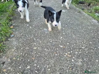 Welsh Collie dogs 8 collie puppys - Advert 1