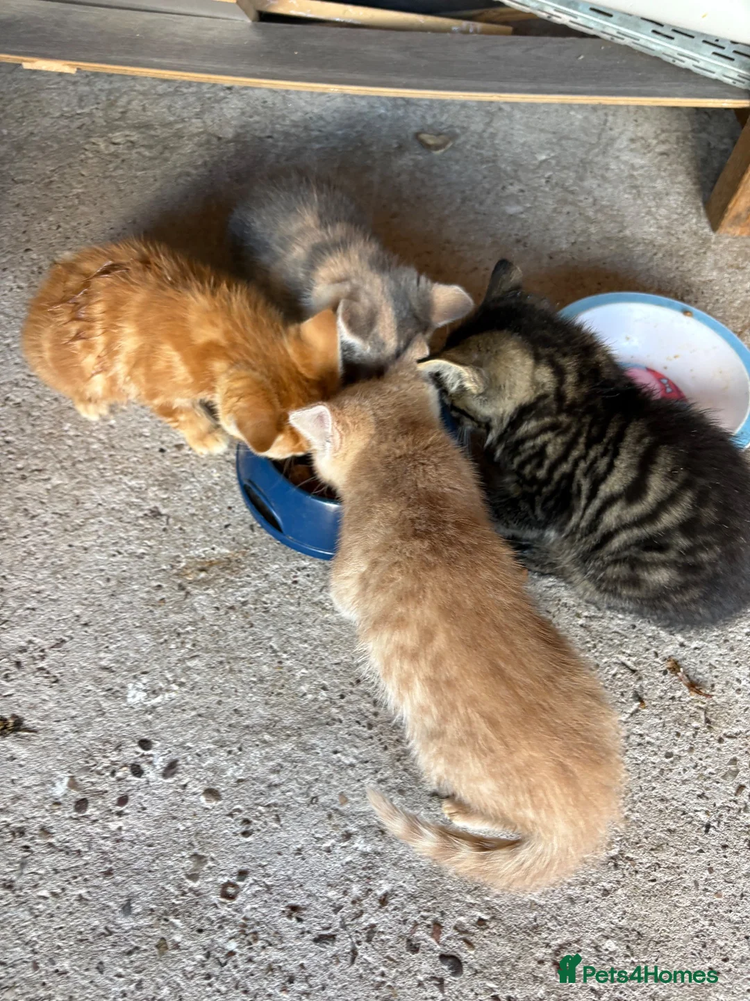 Mixed Breed cats for sale: 6 lovely kittens for sale - Advert 13