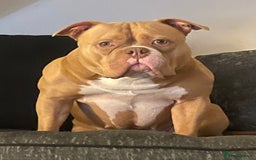 American Bully dogs for sale: Extraordinary Pocket Bully pups - Advert 4