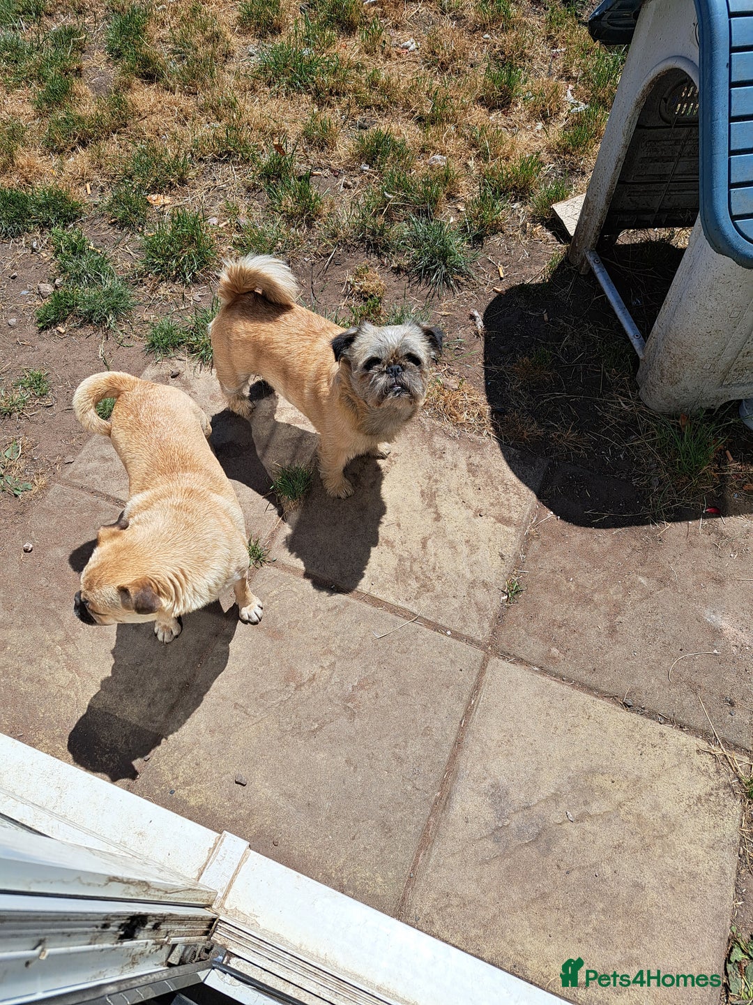 Mixed Breed dogs for sale: Perfect litter of pug cross shih-tzu  - Advert 16