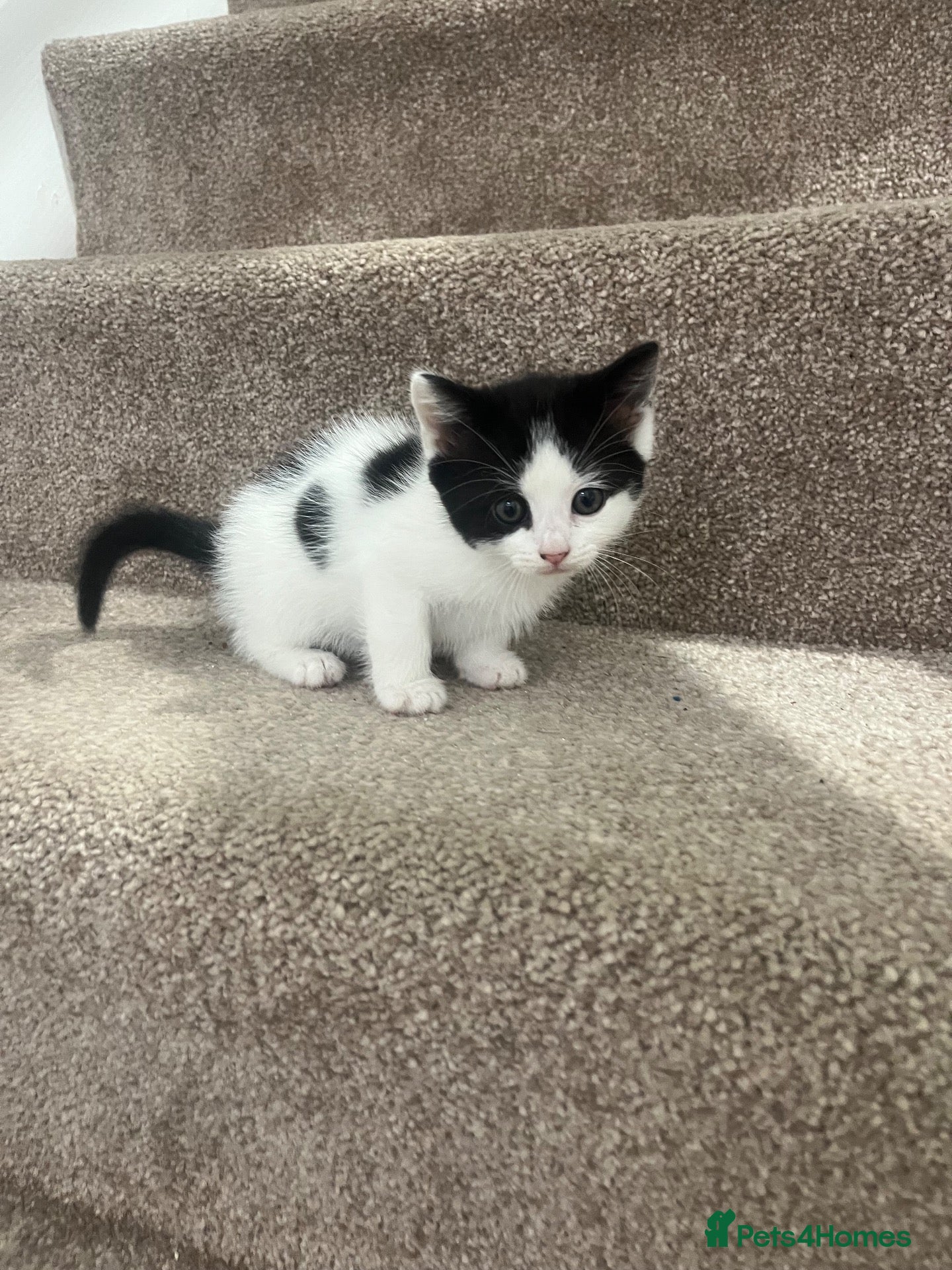 Mixed Breed cats Kittens 5 - Advert 3