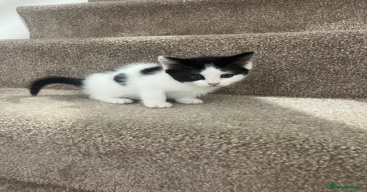 Kittens for sale in Greater Manchester | Pets4Homes