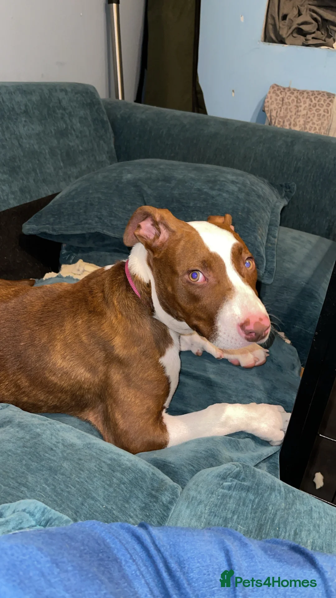 Mixed Breed dogs for sale: Female pup  - Advert 2