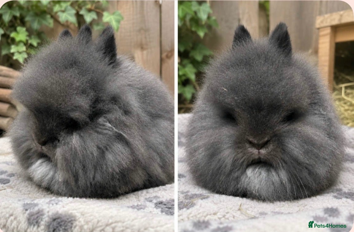 Lionhead rabbits Lion head  - Advert 1