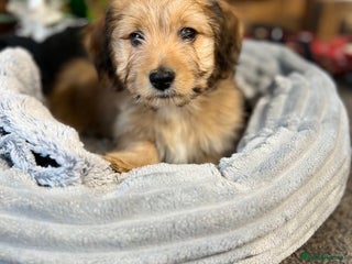 Mixed Breed dogs Chiweenie - Advert 2