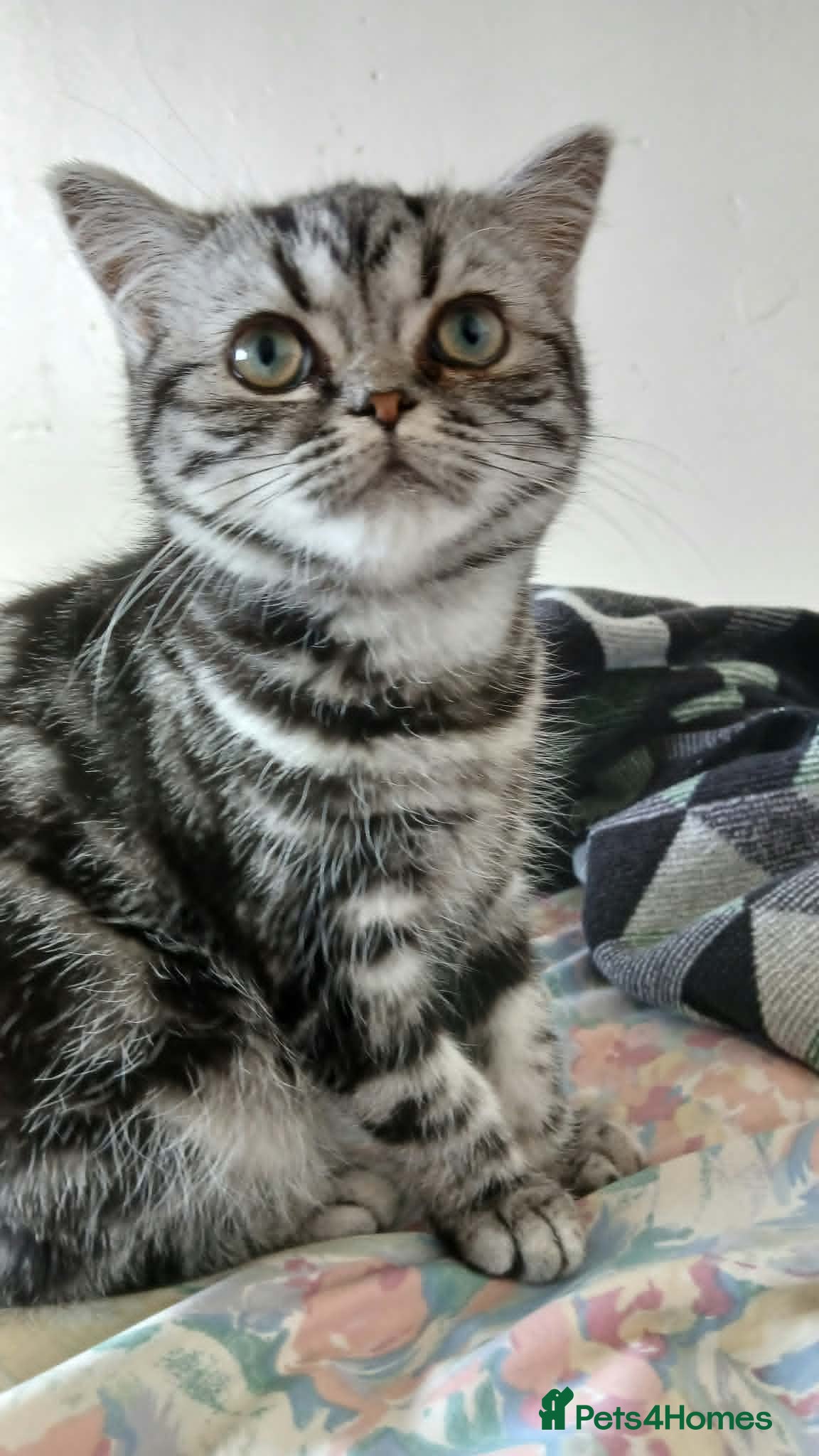 British Shorthair cats Bsh. Silver Classic Tabby . - Advert 18