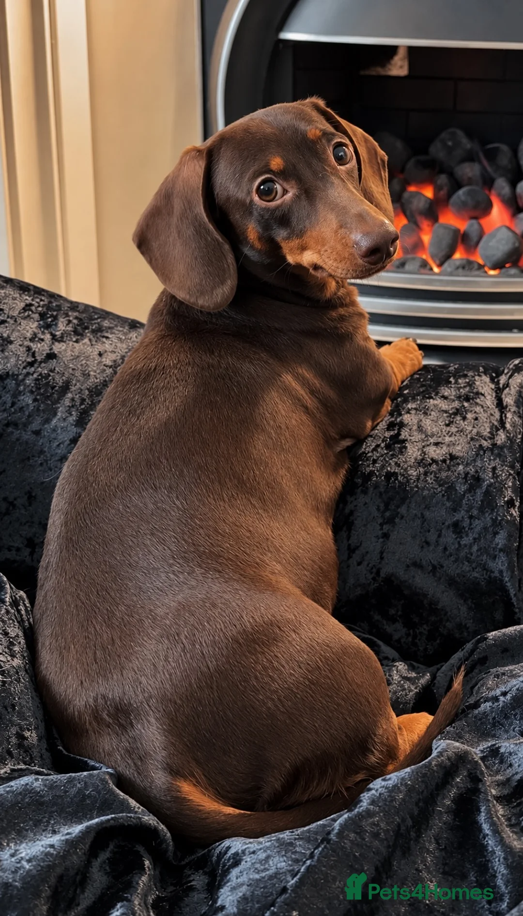 Miniature Dachshund dogs for sale: 🐾 Beautiful KC mini dachshund pups ready 9/11 🐾 - Advert 2