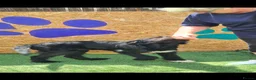 Giant Schnauzer dogs for adoption: Rufus - Advert 4