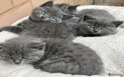 British Shorthair cats for sale: 5. british Blue Cross kittens - Image 4