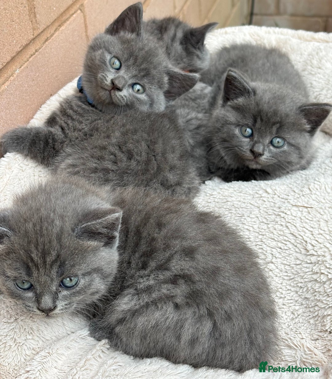 British Shorthair cats for sale: 5. british Blue Cross kittens - Image 4