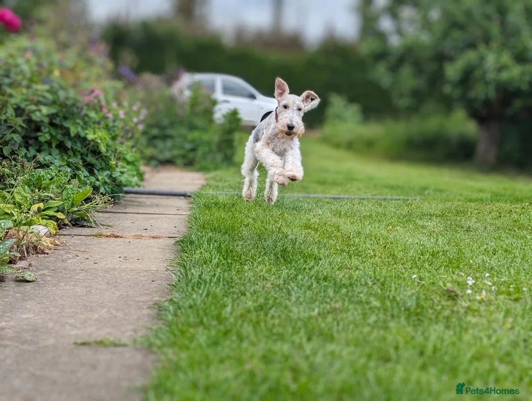 Fox Terrier dogs for sale: Beautiful KC litter of ( 3 boys )  in Wisbech - Advert 5