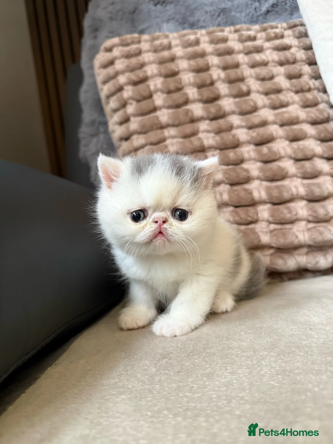 Exotic cats for sale: Both kittens reserved. New litter due 25th  - Advert 2