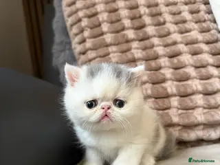 Exotic cats Male exotic shorthair kitten - Advert 5