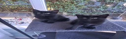 Mixed Breed cats for sale: Gorgeous Tortoiseshell and ghost tabbies 😻 - Advert 25