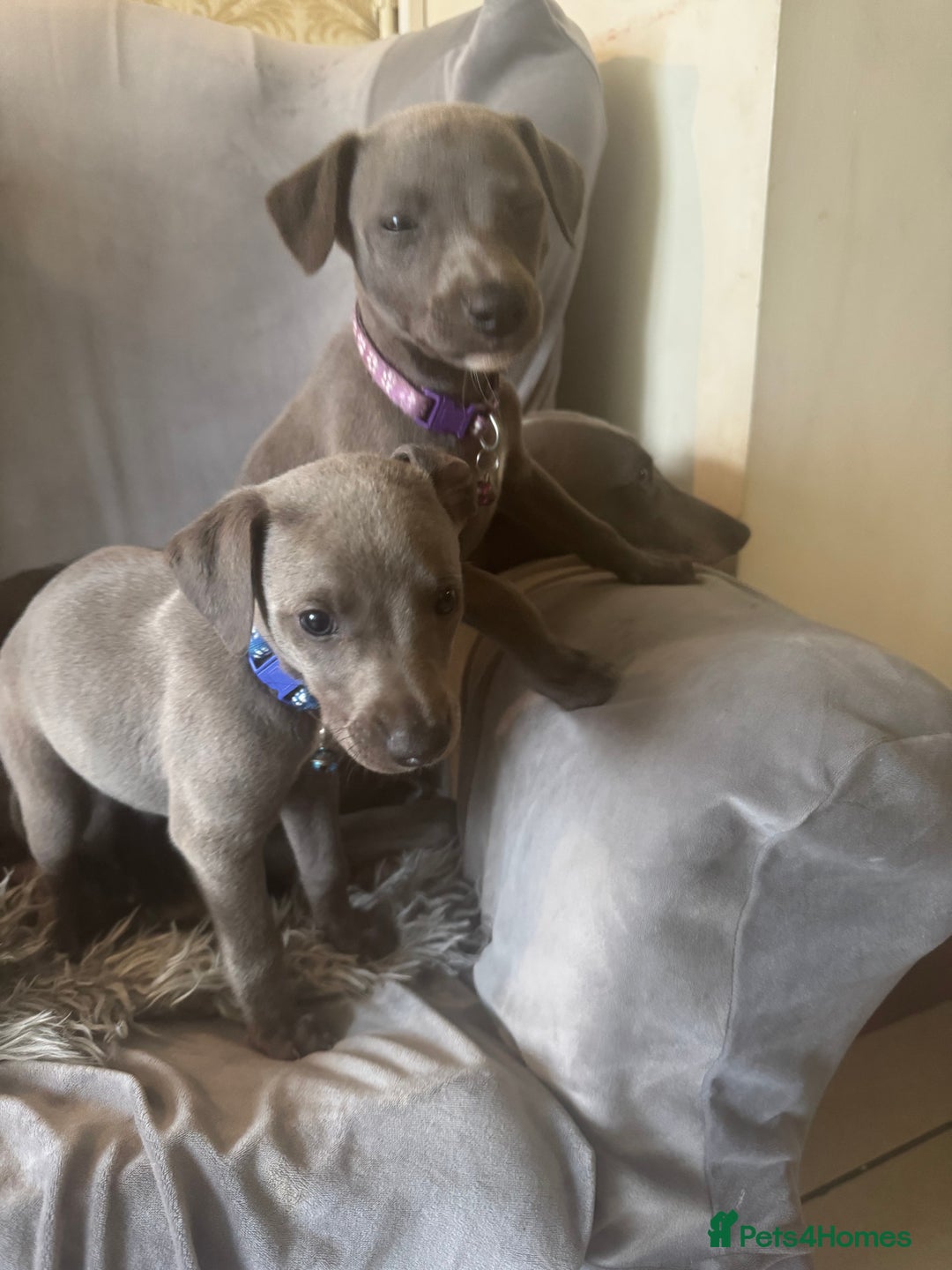 Whippet dogs for sale: Beautiful KC Reg Blue Whippet puppies - Image 27