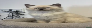 Ragdoll 3