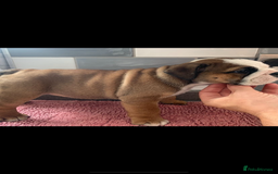 English Bulldog dogs for sale:  champion rosebull his royal highness puppies - Image 4