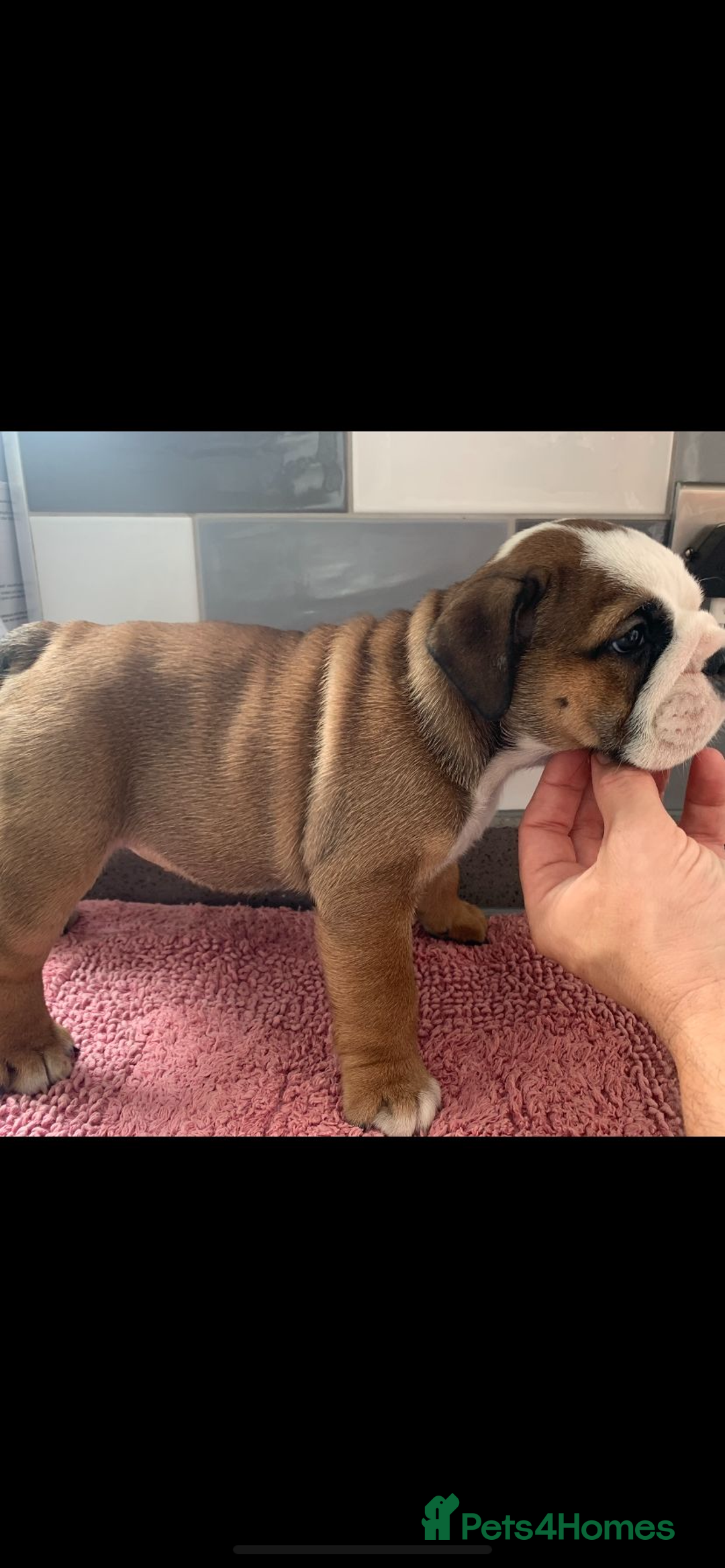 English Bulldog dogs for sale:  champion rosebull his royal highness puppies - Image 4