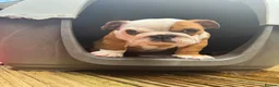 English Bulldog dogs for sale: Beautifully bred English bulldogs  - Advert 8