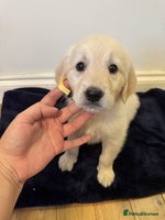 Golden Retriever dogs - Advert 6