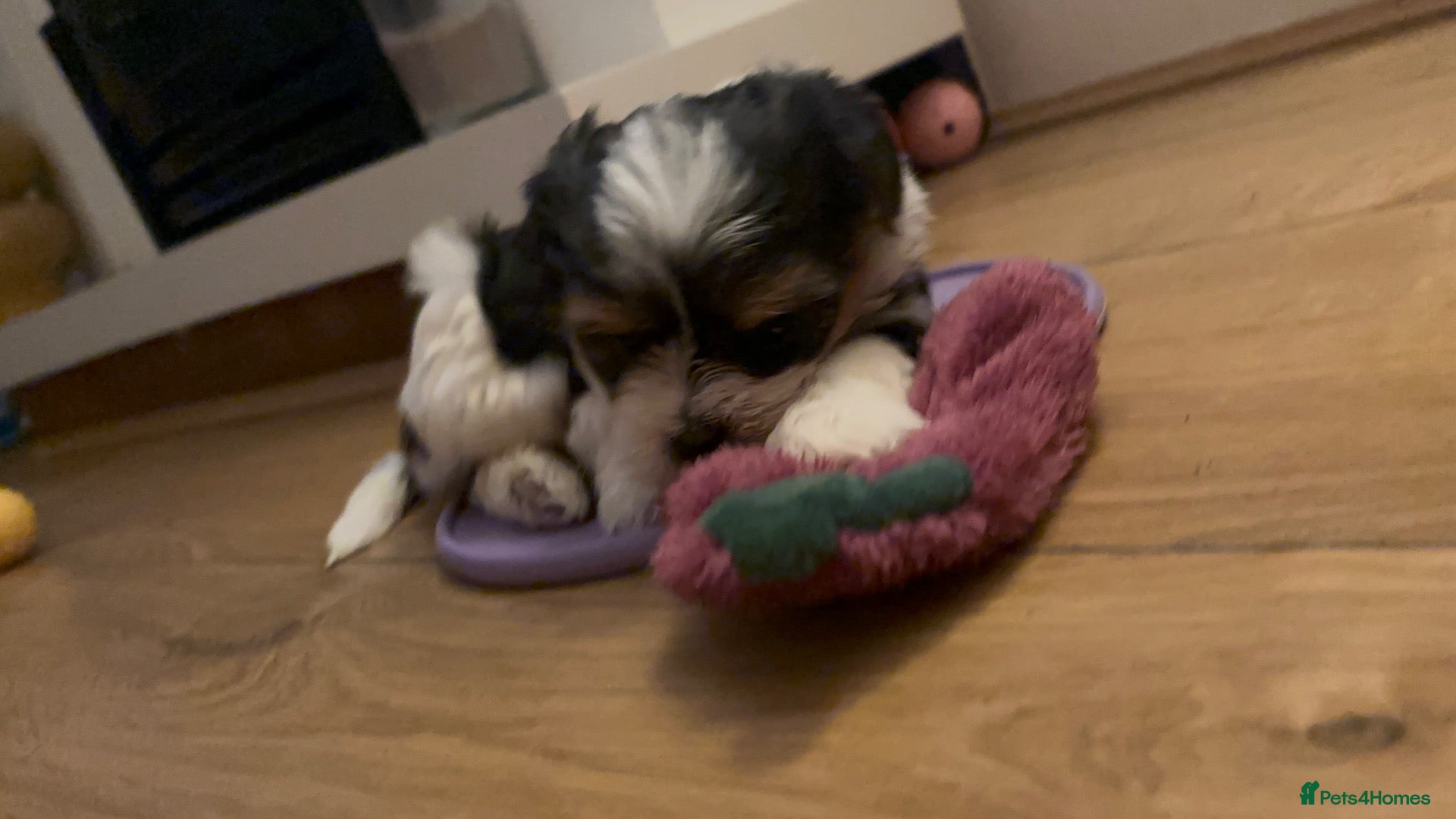 Biewer Terrier dogs 5 beautiful puppies  - Advert 1