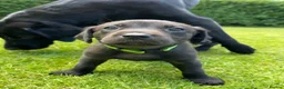 Labrador Retriever dogs for sale: FTCH KC Labrador puppies - Advert 6