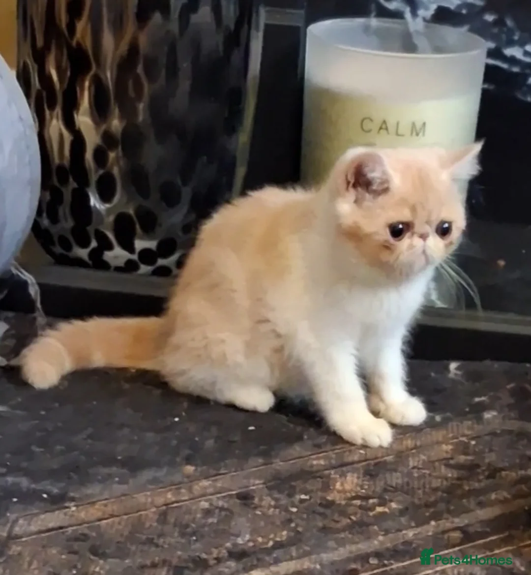 Persian cats for sale: Persian/exotic kittens - Advert 2