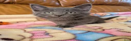 Bengal cats for sale: Adorable friendly Bengal kittens ready now!! - Advert 24