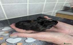 Guinea Pig rodents for sale: 4 baby boy guinea pigs  - Image 2