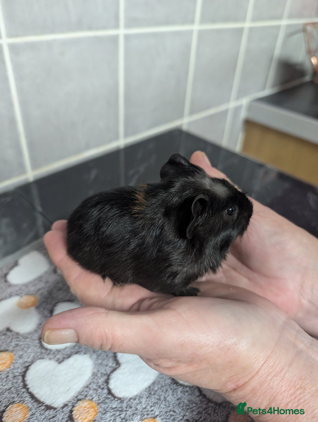 Guinea Pig rodents for sale: 4 baby boy guinea pigs  - Image 2