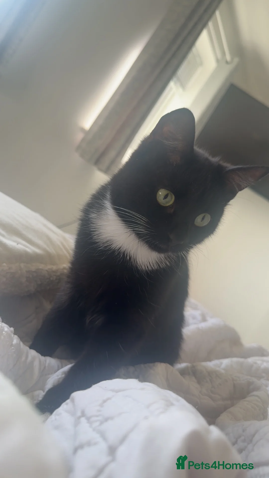 Mixed Breed cats for sale: Socks  - Advert 1