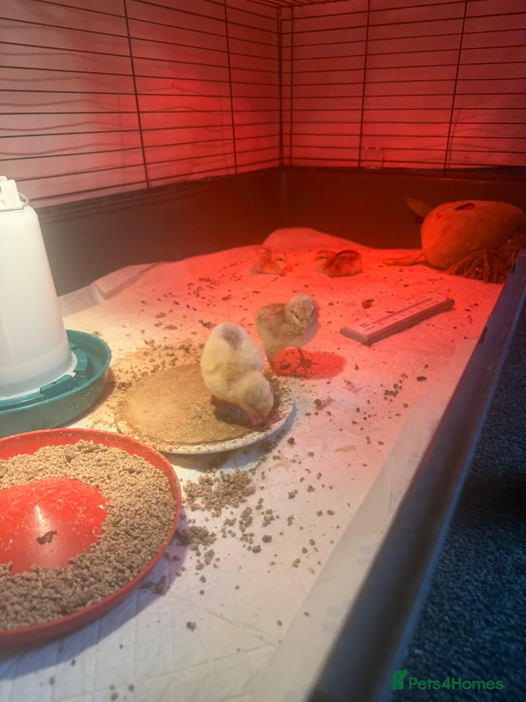 Chickens poultry for sale: Chicks for sale mixed breed  in Hounslow - Advert 2