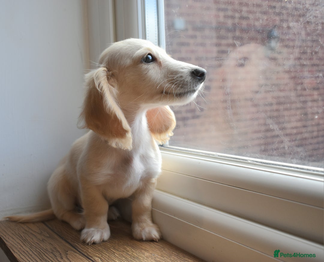 Miniature Dachshund dogs for sale: Stunning Mini Dachshund Puppies - Image 1