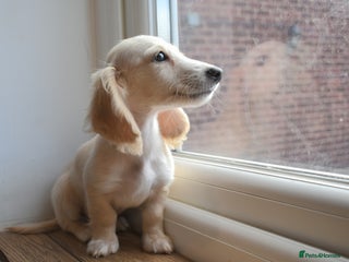 Miniature Dachshund dogs - Advert 32