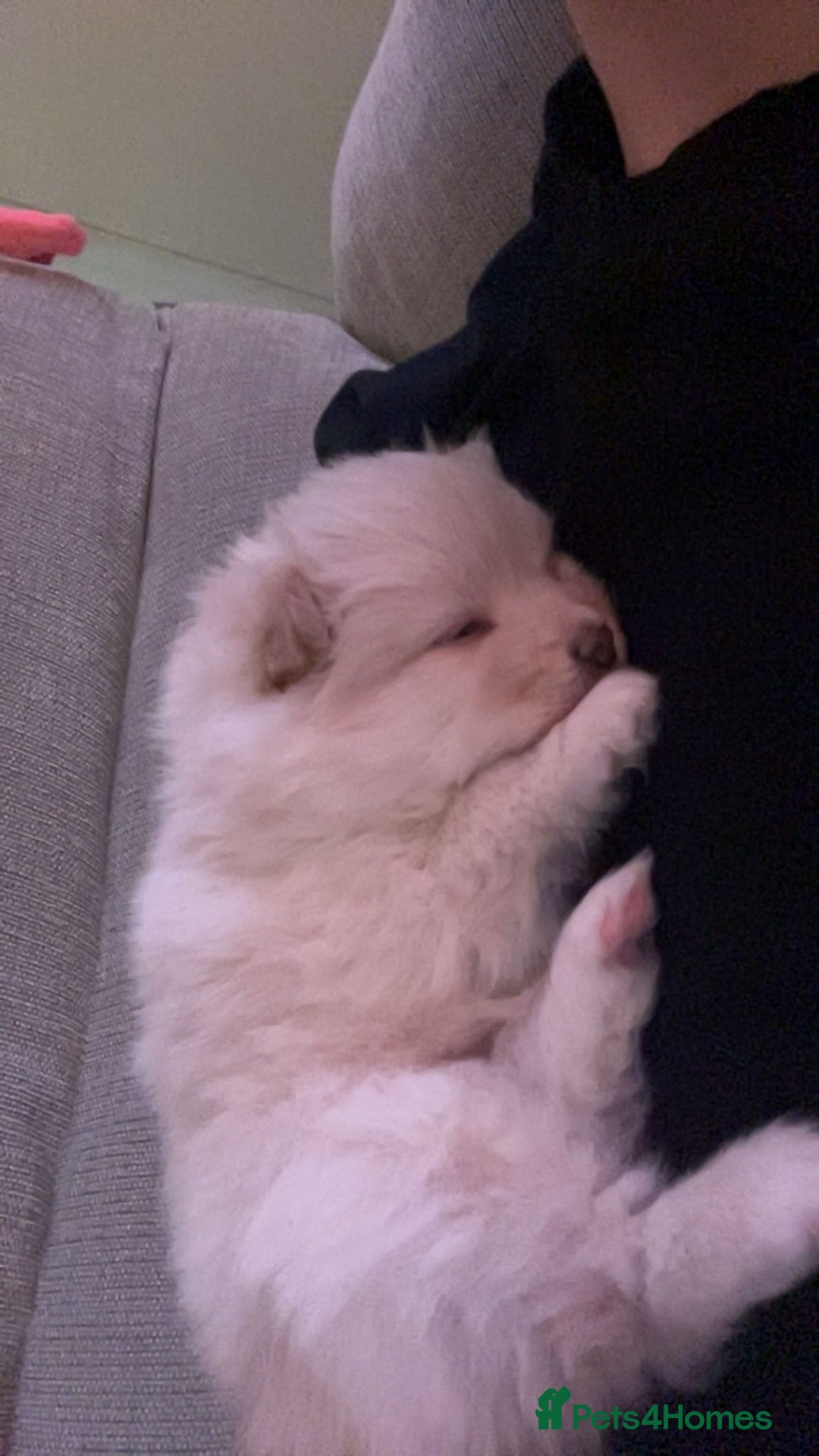 Pomeranian dogs for sale: Pomeranian Puppy For Sale - Advert 3