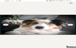 Border Collie dogs for stud: Dog for Stud - Image 4