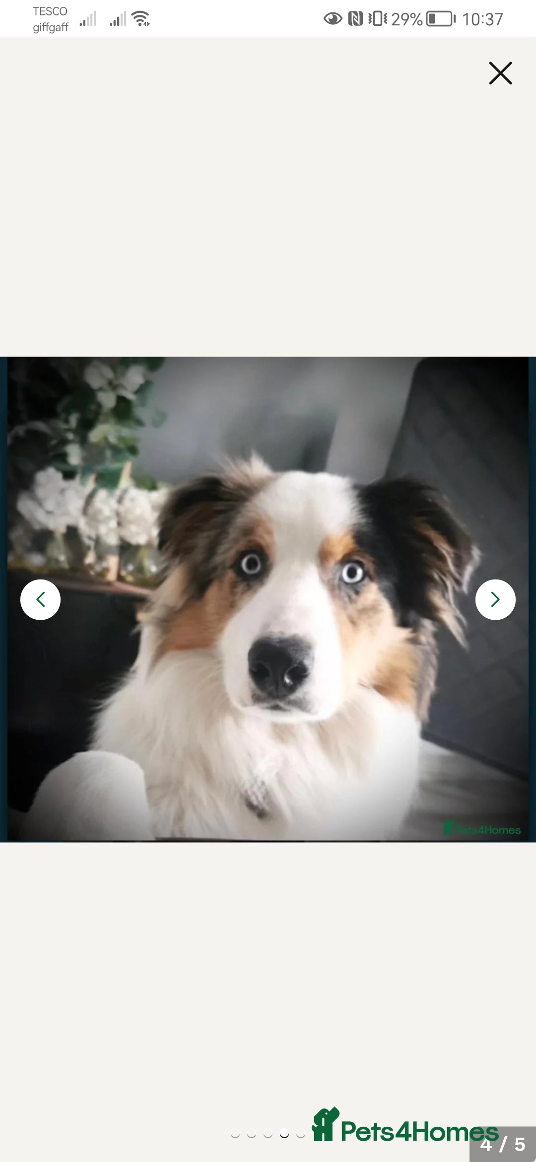 Border Collie dogs for stud: Dog for Stud - Image 4